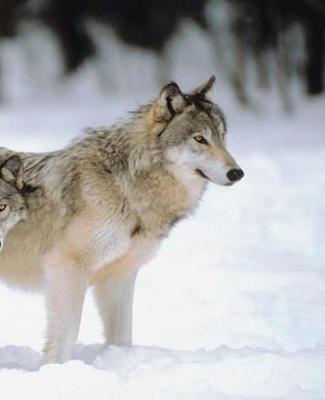 Winter Theme School Composition Book Pretty Wolves 130 Pages: (notebook, Diary, Blank Book)