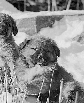 Winter Theme School Composition Book Puppies 130 Pages: (notebook, Diary, Blank Book)