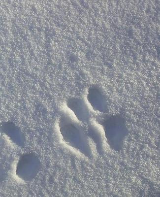 Winter Theme School Composition Book Snow Animal Tracks 130 Pages: (notebook, Diary, Blank Book)