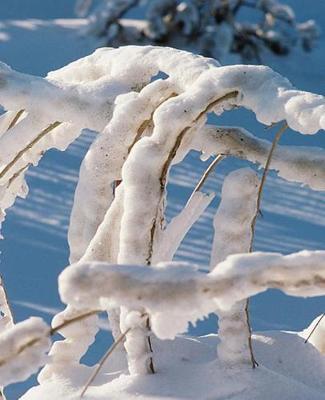 Winter Theme School Composition Book Snow Covered Twigs 130 Pages: (notebook, Diary, Blank Book)