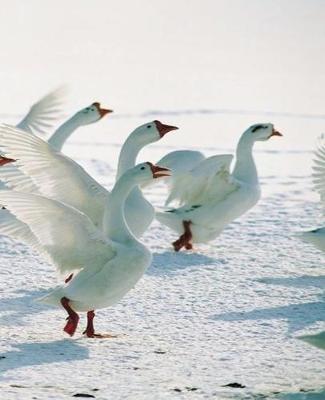 Winter Theme School Composition Book Snow Geese 130 Pages: (notebook, Diary, Blank Book)