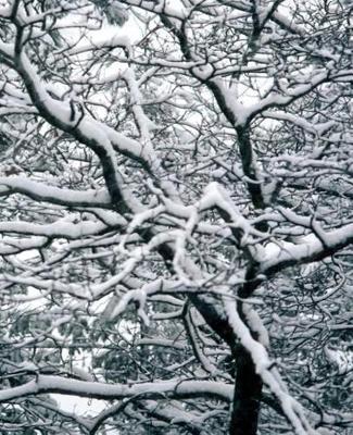 Winter Theme School Composition Book Twisted Winter Branches 130 Pages: (notebook, Diary, Blank Book)