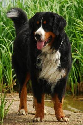 Bernese Mountain Dog Lined Journal: Canine Gift Notebook for Dog Lovers