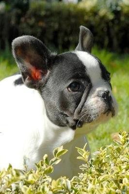 French Bulldog Lined Journal: Canine Gift Notebook for Dog Lovers