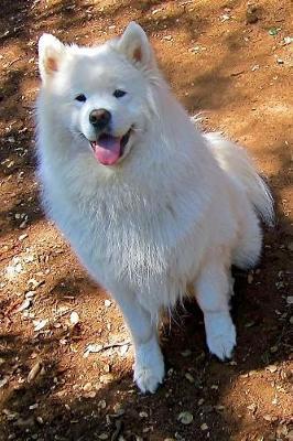 Samoyed Dog Lined Journal: Canine Gift Notebook for Dog Lovers