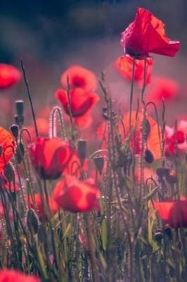Poppies: Wild Flower