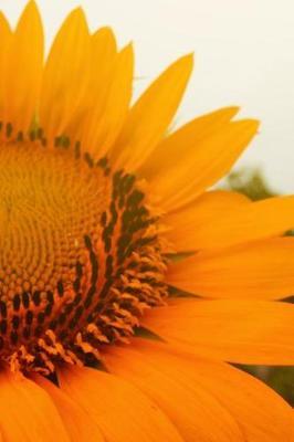 Sunflower: Organizer Plannner 2019 Daily Weekly Monthly Calendar