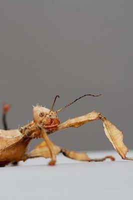 Australian Stick Insect Notebook