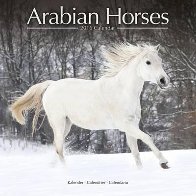 Arabian Horses