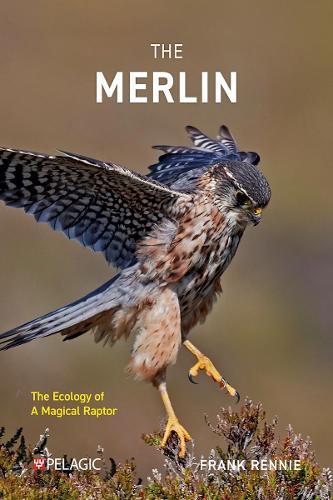 The Merlin: The Ecology of a Magical Raptor