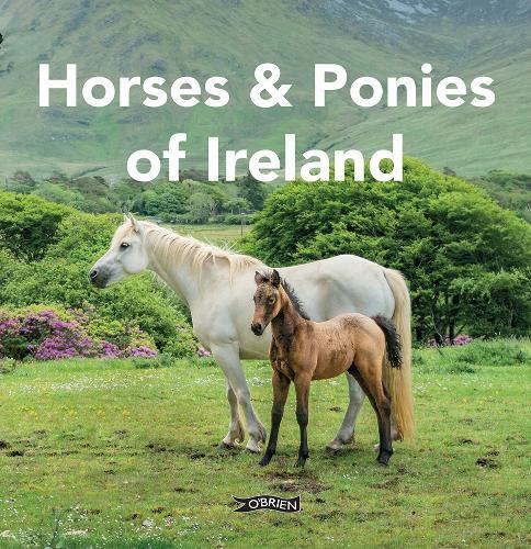 Horses and Ponies of Ireland