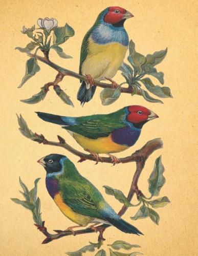 My Sketchbook: Large Sketchbook with Vintage Bird Cover, 120 Pages, 8.5 by 11
