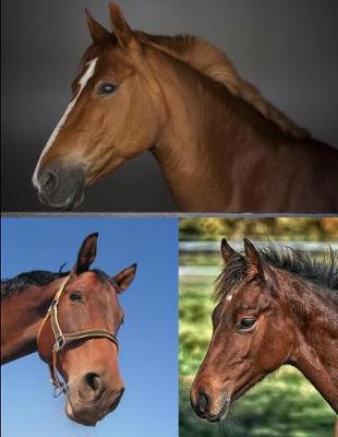 Horse Riders Journal Notebook 150 College Ruled Pages 8.5 X 11