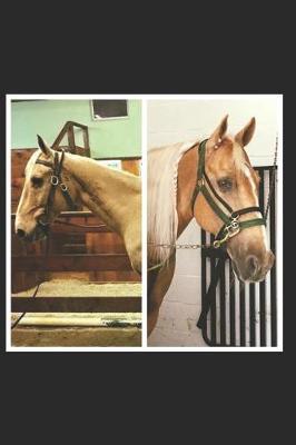 Faces Of Rescue: True stories of horse rescue