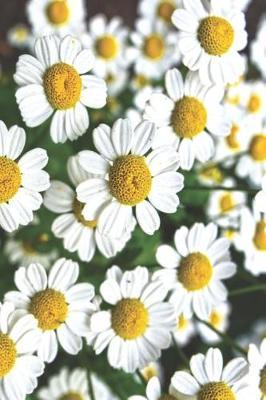 Chamomile Notebook: An Herb That Comes from the Daisy-Like Flowers of the Asteraceae Plant Family. It Has Been Consumed for Centuries as a Natural Remedy. to Make Chamomile Tea, the Flowers Are Dried and Then Infused Into Hot Water.