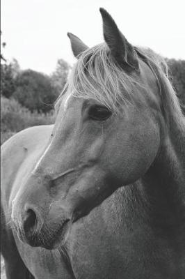 Wild Horse in Pasture Daily Planner: Hourly Schedule, Affirmations, Workout Log, & Gratitude List