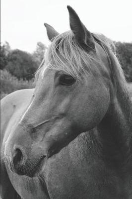 Wild Horse in Pasture Personal Planner: Hourly Schedule, Priorities, Workout Log, and Gratitude List