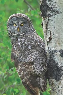 Owl Journal: A 120 Page 6x9 Blank Lined Notebook / Journal Gift for Bird Owners, Bird Watchers, Campers, Hikers, Ornithologists and More