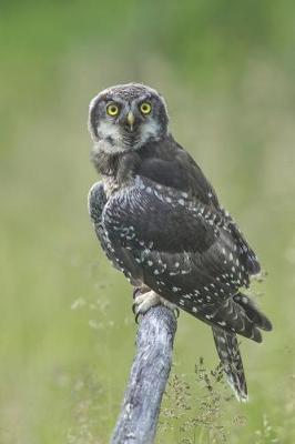 Owl Journal: A 120 Page 6x9 Blank Lined Notebook / Journal Gift for Bird Owners, Bird Watchers, Campers, Hikers, Ornithologists and More