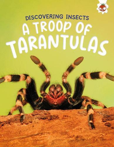 Discovering Insects: A Troop of Tarantulas