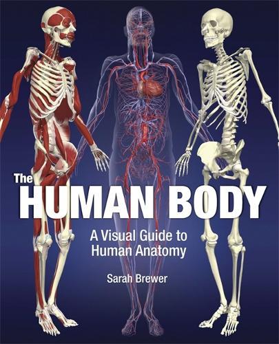 The Human Body: A Visual Guide to Human Anatomy