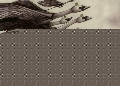 Wild Swans