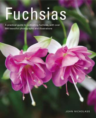Fuchsias