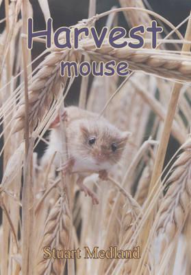 Harvest Mouse