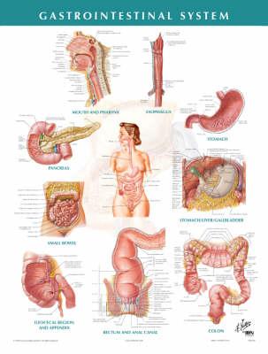 Gastrointestinal System