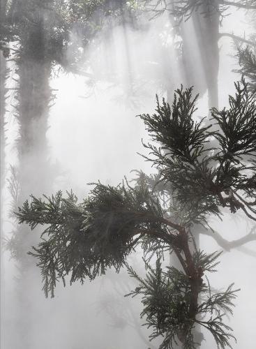 Ben Thorp Brown: Cura's Garden