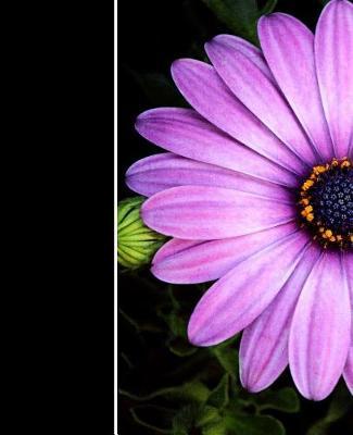 One Journal (Blank/Lined): Lavender Daisy Flower Journal