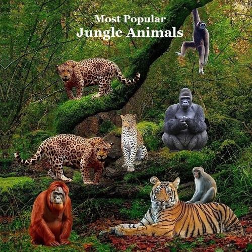 Most Popular Jungle Animals Kids Book: Great Children's Book About Animals of the Jungle
