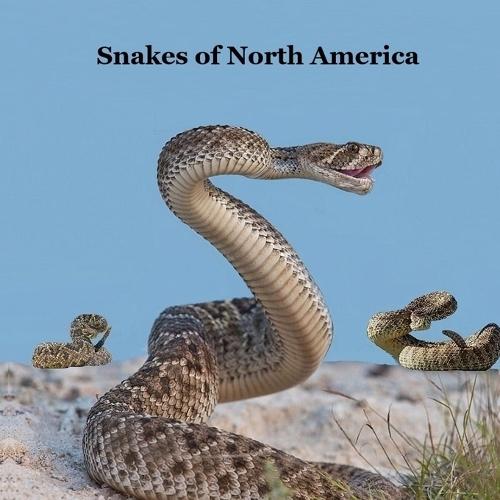 Snakes of North America Kids Book: Great Children's Book about the Types of Snakes in North America