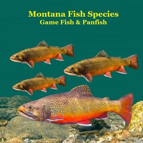 Montana Game Fish and Panfish Species Kids Book: Great Book About the Different Types of Fish in Montana