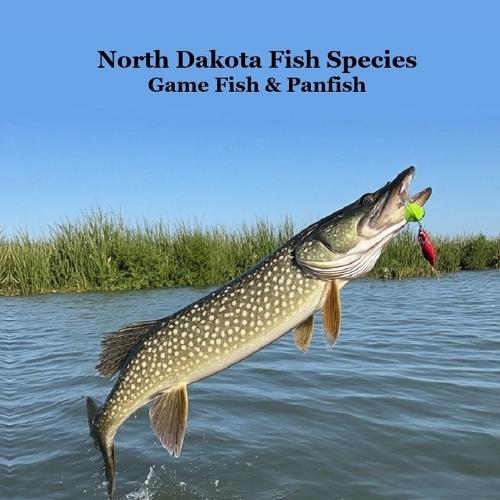 North Dakota Game Fish and Panfish Species Kids Book: Great Book About the Different Types of Fish in North Dakota