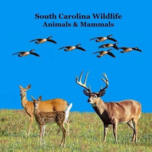 South Carolina Animals and Mammals Kids Wildlife Book: Great Wildlife Book about Animals and Mammals in South Carolina