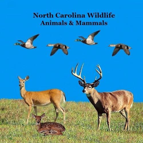 North Carolina Animals and Mammals Kids Wildlife Book: Great Wildlife Book about Animals and Mammals in North Carolina