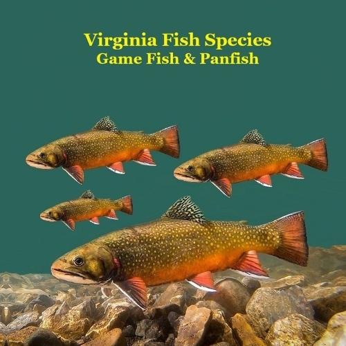 Virginia Game Fish and Panfish Species Kids Book: Great Book About the Different Types of Fish in Virginia