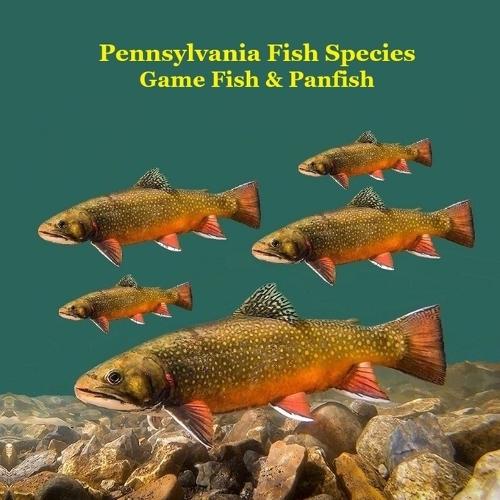 Pennsylvania Game Fish and Panfish Species Kids Book: Great Book About the Different Types of Fish in Pennsylvania