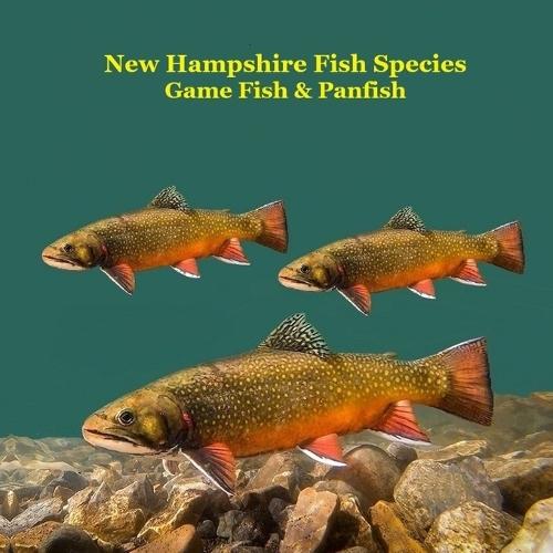 New Hampshire Game Fish and Panfish Species Kids Book: Great Book About the Different Types of Fish in New Hampshire