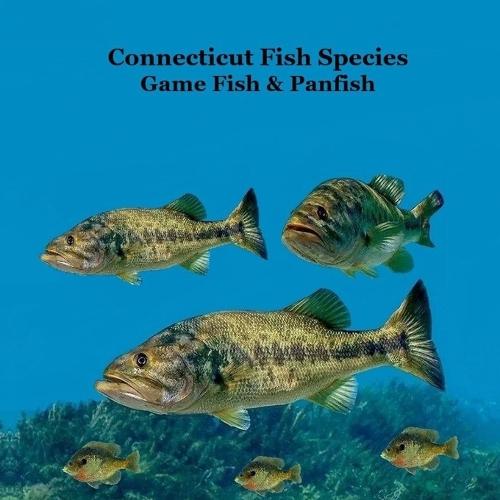 Connecticut Game Fish and Panfish Species Kids Book: Great Book About the Different Types of Fish in Connecticut