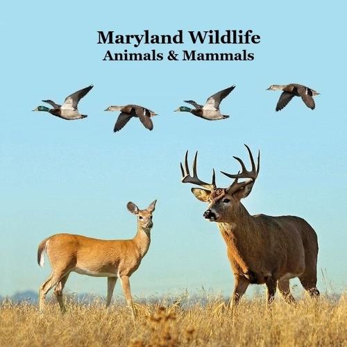 Maryland Animals and Mammals Kids Wildlife Book: Great Wildlife Book about Animals and Mammals in Maryland