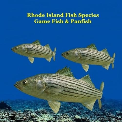 Rhode Island Game Fish and Panfish Species Kids Book: Great Book About the Different Types of Fish in Rhode Island