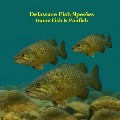 Delaware Game Fish and Panfish Species Kids Book: Great Book About the Different Types of Fish in Delaware