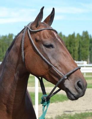 Horse Notebook: 8.5 X 11 202 College Ruled Pages