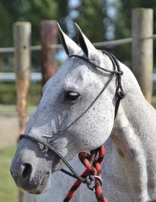 Horse Notebook: 8.5 X 11 202 College Ruled Pages