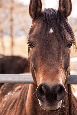 Hey, How's It Going? Curious Horse Journal: 150 Page Lined Notebook/Diary