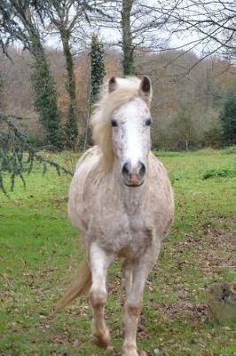 Lovely Red Speckled White Horse in a Pasture Journal: 150 Page Lined Notebook/Diary