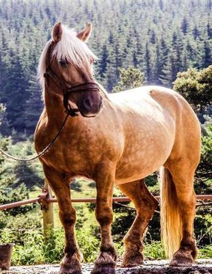 Horse Notebook: 8.5 X 11 202 Wide Ruled Pages