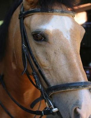 Horse Notebook: 8.5 X 11 202 College Ruled Pages